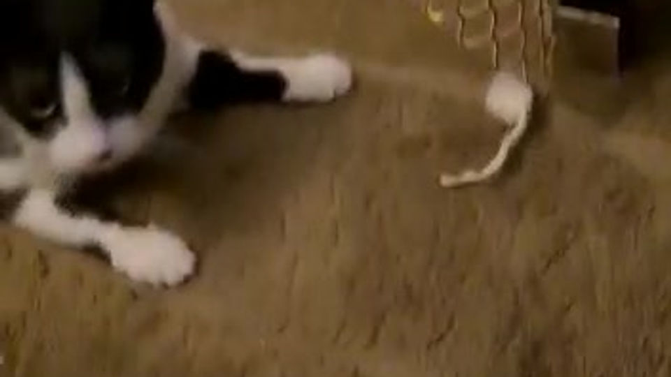Lulu playing